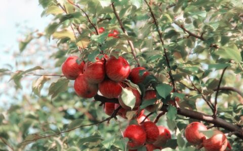 苹果价格上涨，一群资本家牟利的结果，苹果什么时候能价格合理-iphone什么时候售卖