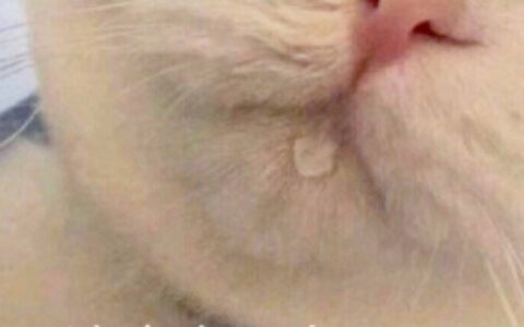 让你“触摸”到虚拟的AI角色，你最想与谁互动呢？是心动的感觉-虚拟触摸按键的手机