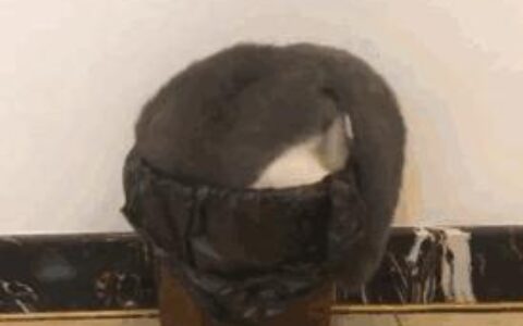 iPhone 如何安装两个微信或QQ？-iphone怎么安装两个微信到手机上