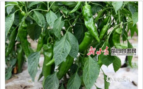 定西农特产品登上了中国天气网-定西农作物