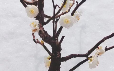 什么叫厚积薄发？-什么是厚积薄发?