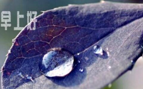 原创
早上好问候语暖心-早上好问候语带图片暖心