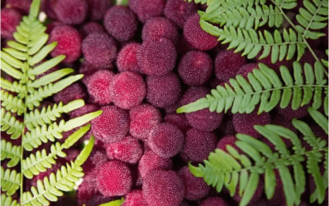 杨梅的功效和食用方法有哪些？（杨梅功效与作用功）