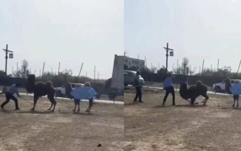 原创
不忍直视！景区骆驼被轮番棒打屈膝求饶：画面让人心疼！（骆驼袭击人）