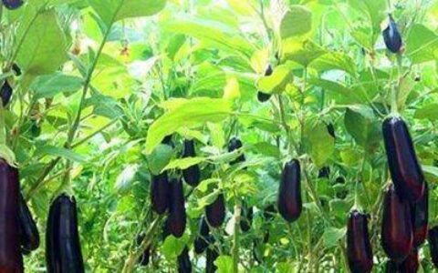 原创
怎么炒出好吃又美味的茄子？（怎样炒茄子最好吃窍门）