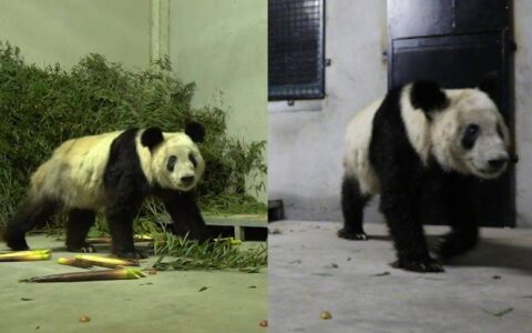 原创
“丫丫”回国后首次露面：身边都是新鲜的笋尖，专家24小时陪护-丫丫回国了吗