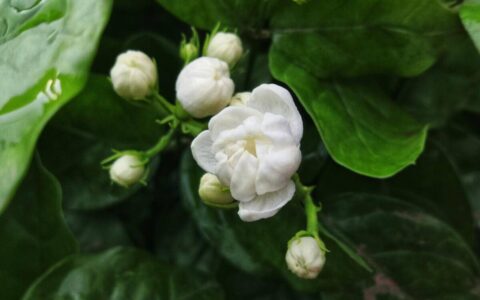 原创
著名的香水花茉莉的养殖方法和注意事项（茉莉香水花怎么养）