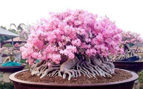 原创
沙漠玫瑰怎么养？沙漠玫瑰盆栽的养殖方法和注意事项（沙漠玫瑰如何养?）