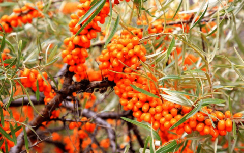 沙棘的功效和作用？沙棘原浆的功效和作用？（沙棘原浆有哪些功效作用）