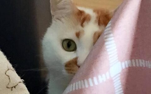 原来养猫有这7大“副作用”，网友：真的太准了-养猫的危害性