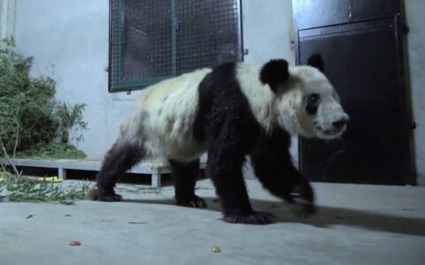 原创
旅美大熊猫“丫丫”回国落地后首次露面，地上都是新鲜的竹笋-在美国的大熊猫丫丫好可怜啊