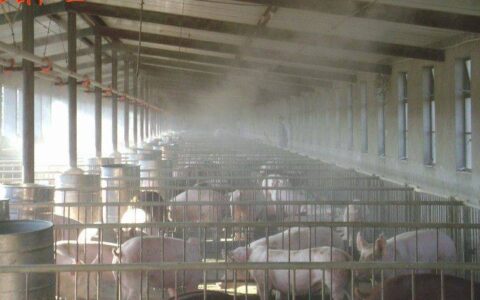 猪场高温跳闸致5千头猪死亡！用好这物联网技术或能挽回千万损失…-猪猝死原因与预防的关系