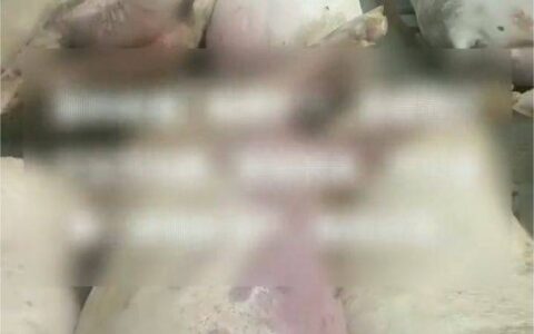 因电闸跳闸无人看管，五千头猪在高温中惨死，损失金额高达上千万-被电死的猪可以吃吗