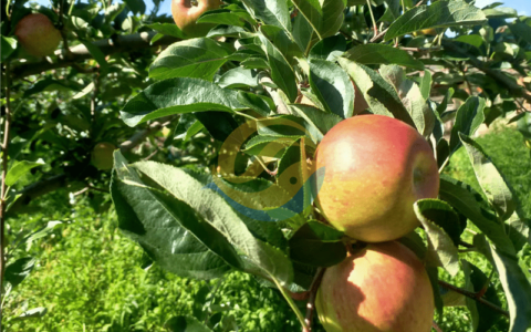 硼肥哪款好？基地大户的选择-硼肥肥料