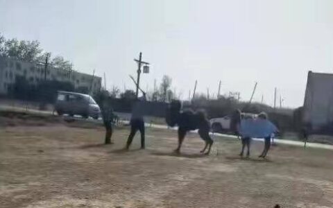 原创
太惨！骆驼被人轮番棒打至跪地求饶 网友：果然还是人类残忍（骆驼的撞击力有多大）