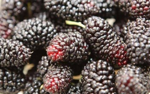 原创
桑葚干的功效与作用禁忌人群（桑葚干的功效作用）