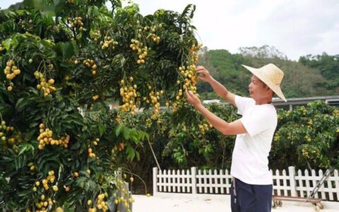 郁南无核黄皮即将上市-郁南无核黄皮母树在哪里?