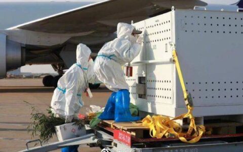 原创
“丫丫”回国后首次露面热 一到机场就收到了竹子-丫丫vlog