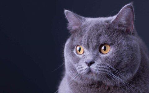 养猫咪一定要去宠物店买吗？-养猫一定要买猫粮吗女生图片