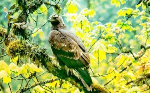 四川瓦屋山首次发现猛禽之王，是一级国保金雕，该称呼从何而来？（四川瓦屋山自然保护区）