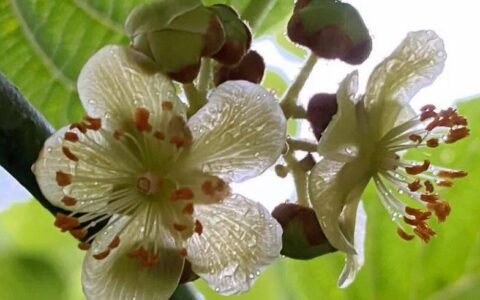 猕猴桃的功效与作用（猕猴桃的功效与作用及其营养价值）