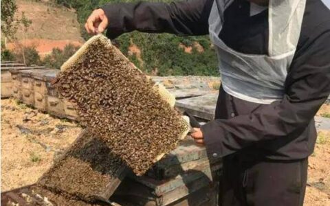 找到最正宗的土蜂蜜，产地在哪里？【正经答案】-哪里土蜂蜜最好,多少钱一斤?