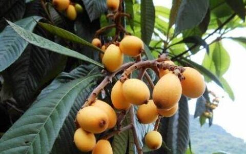 原创
枇杷的功效与作用这么多，你可能真的不知道，快来看看吧（枇杷的功效与作用及食用方法禁忌）