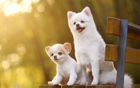 去除宠物异味最基本最简单的方法，该怎样做？（去除宠物味道小妙招）