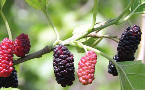原创
桑葚的功效作用多，适合哪些人？又对哪几种人有副作用？（桑叶美白祛斑小偏方）