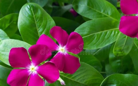 原创
想种植长春花，需要了解它的养殖方法和注意事项（长春花栽培技术要点）