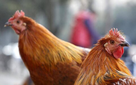 原创
爆笑简短笑话幽默搞笑（原创 爆笑简短笑话幽默搞笑句子）