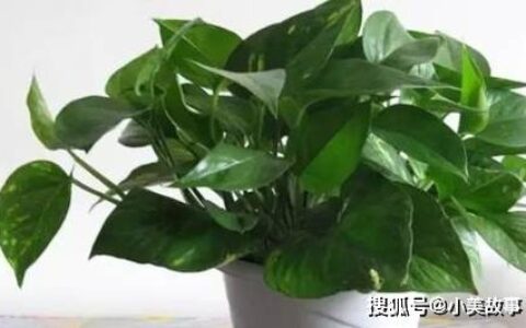 绿萝的养殖方法和注意事项 绿萝能放卧室吗（绿萝能不能放卧室养）