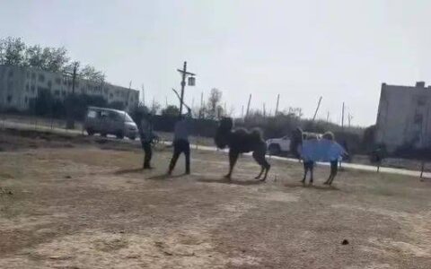 不忍直视！景区骆驼被轮番棒打跪地哀叫！回应来了！（骆驼攻击人视频播放大全）