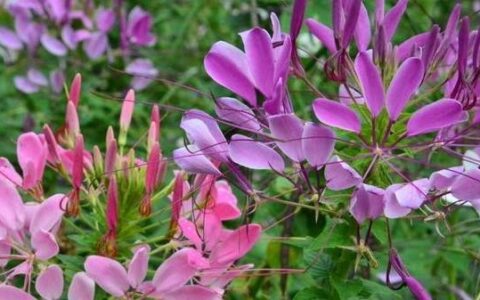 原创
醉蝶花的养殖方法和注意事项（醉蝶花又叫什么花）