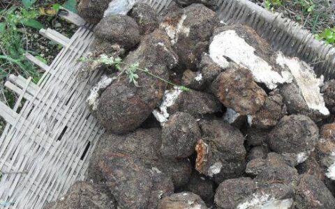 原创
没想到，茯苓的功效与作用有这么多，这篇文章说得真详细，快来看（茯苓的功效与作用和适用人群）