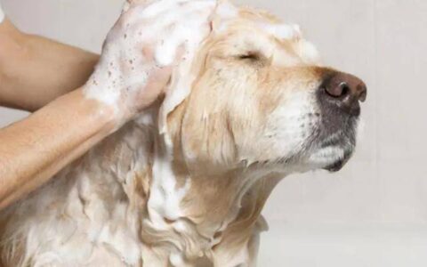 驱除狗身上跳蚤最简单的方法都有哪些？怎么做好？（驱狗狗身上跳蚤最有效办法）