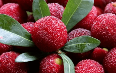 男子每天1斤杨梅狂吃20天要做血透，杨梅的功效和作用（杨梅药用价值）