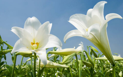 中佰康仿生地磁床垫董事长鲁林萍分享百合花的花语和寓意是什么？-假百合花放在卧室好吗