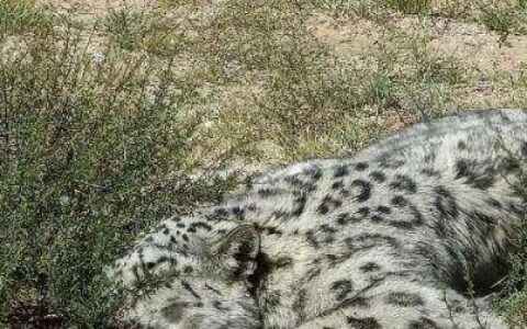 四川瓦屋山首次发现豹猫，和家猫有何不同，拿回家养得熟吗？（瓦屋山能耍多久）