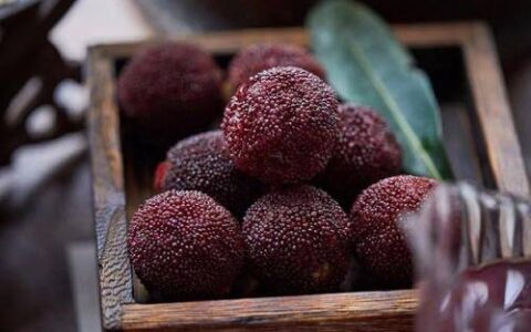 杨梅的营养价值与功效作用 杨梅的禁忌 杨梅的正确吃法（杨梅的营养和价值）