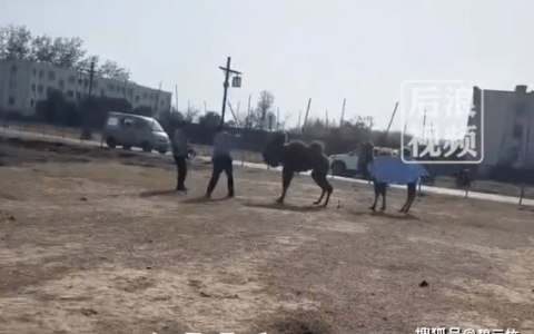 原创
景区骆驼被轮番棒打，是骆驼之过？（骆驼挨打）