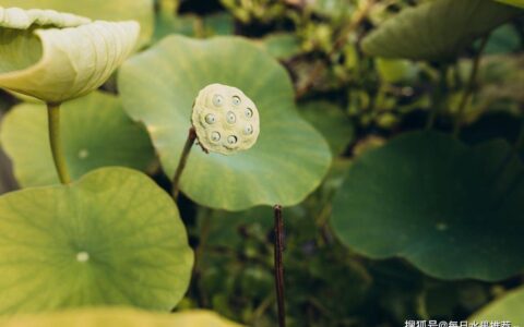 想解决遗精和早泄问题？莲子的作用和功效你必须知道！-莲子疗效