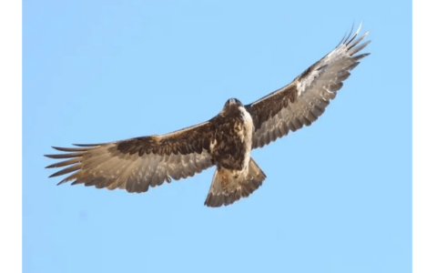 四川瓦屋山发现天空之王（四川瓦屋山一共失踪了多少人）