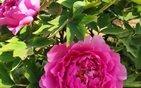 唐诗撷趣15/韩愈：文起八代之衰，死因羞为人知-苏轼赞韩愈文起八代之衰是什么意思