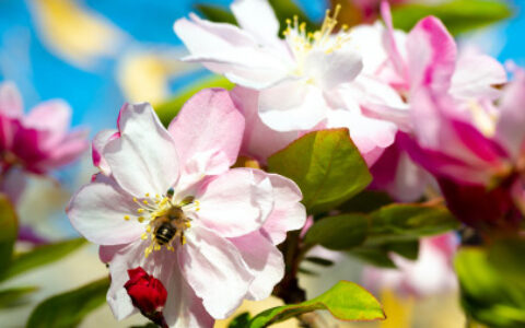 韩愈一首描写晚春的七言绝句，蕴含人生哲理，令人耳目一新-晚春韩愈的千古名句有哪些