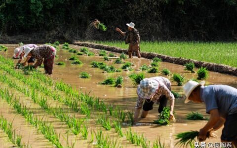 中粮和中储粮，真正的国之粮仓，它们是一家企业吗？-中粮集团与中储粮是什么关系