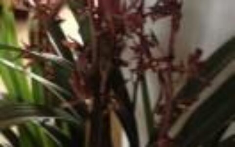 汉字课堂——汉字之最！-汉字的研究结果100~200字