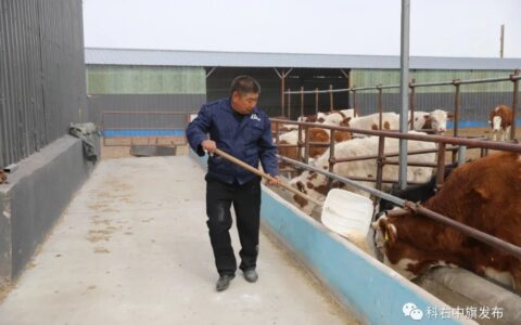 科右中旗：良种带来好收益 农牧民致富有“犇”头-科右中旗农牧和科技局领导班子成员