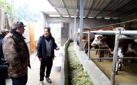 黔西南：养牛产业“犇”起来-黔西养牛场