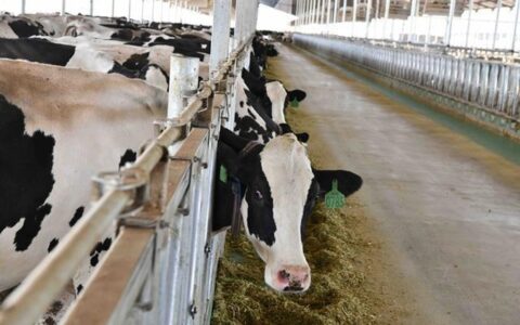 「稳经济·谋发展」武威：“百亿级”产业链已起航加速“犇”向新征程-武威的重点企业